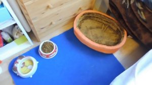 КАК ВЫГЛЯДЯТ НАСТОЯЩИЕ ДОКУМЕНТЫ  РКФ НА ЩЕНКА  + ЧТО НАДО КУПИТЬ ЩЕНКУ  ( ПИТОМНИК "МАРИ МИСТИК" )