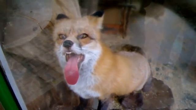 как смеётся сова и какой язык у лисы смотреть онлайн