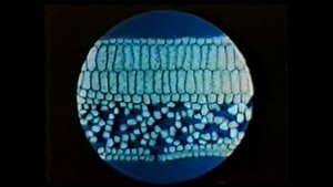 Внутреннее строение листа