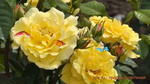 Роза чайно-гибридная Лючия (rose lucia) ? роза Лючия обзор: как сажать саженцы розы Лючия смотреть онлайн