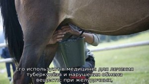 Молоко лошади