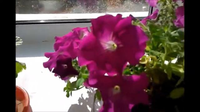 ГОРОДСКИЕ ЦВЕТЫ НА ПОДОКОННИКЕ у Бабули