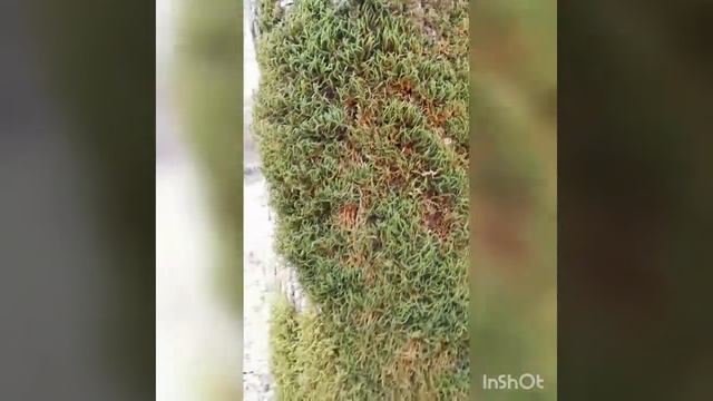 8 марта. Лес. Речка. смотреть онлайн