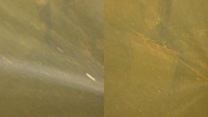 DJI Osmo Action 4 подводные съёмки. DJI Osmo Action 4 аквабокс: Сравнение подводных съёмок аквабокс