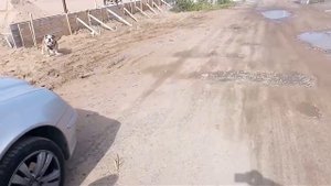 Английский бульдог "охранник"