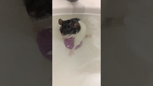 Крыса породы дамбо. Decorating rat