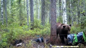 весенняя охота на медведя