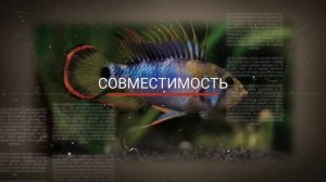 АПИСТОГРАММА. СОДЕРЖАНИЕ И РАЗВЕДЕНИЕ В АКВАРИУМЕ