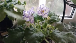 ЗАСЫХАЮТ ЦВЕТЫ У ФИАЛОК ! ПРОБЛЕМЫ ЦВЕТЕНИЯ У ФИАЛОК !