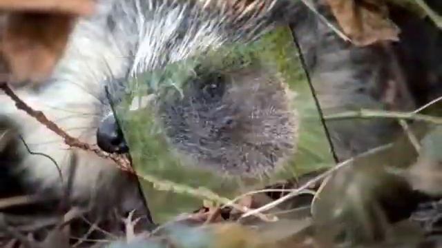 Проект Ёж смотреть онлайн