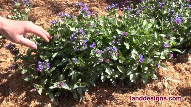 Mrs. Moon Pulmonaria - Pulmonaria saccharata 'Mrs Moon' смотреть онлайн