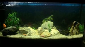 Новый дизайн в цихлиднике