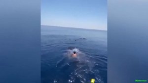 Китовая Акула прокатила человека верхом на спине!