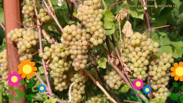 Виноград плодовый Платовский. Краткий обзор, описание характеристик vitis Platovskii
