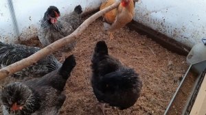 Хохлатые переехали в теплицу. Яйценоскость хохлатой породы кур.