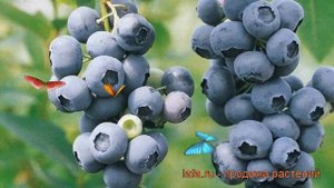 Голубика высокорослая Дук (vaccinium corymbosum) ? Дук обзор: как сажать, саженцы голубики Дук