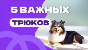5 простых и важных команд или трюков с собакой