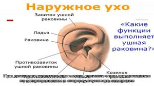 Наружное ухо - строение и функции