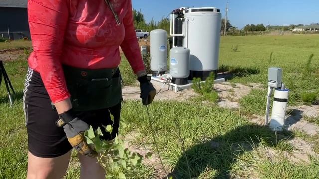 Florida native - Erythrina herbacea, Coral bean смотреть онлайн