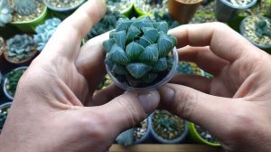 Пересадка хавортии из перлита!!!🌱🌵🌺