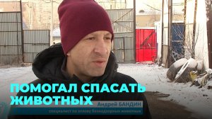 О гуманных способах отлова собак узнали новосибирские волонтёры