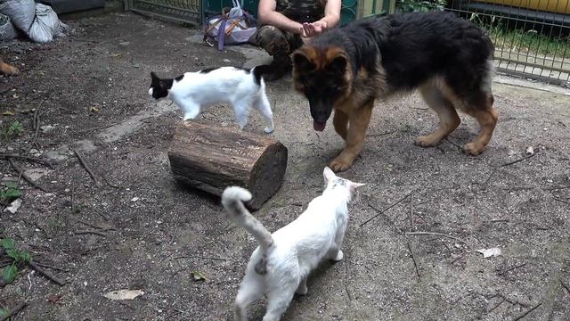 Как ЩЕНКОВ НЕМЕЦКОЙ Овчарки к КОТИКАМ приучали. Этап социализации щенков. Афина и Алтай. смотреть онлайн