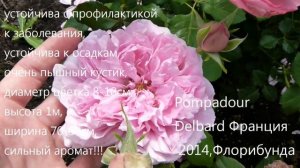 Cecil de Volanges, Pompadour ,Iori Keiji Kunieda Япония,SOURIRE DE PERIGUEUX.