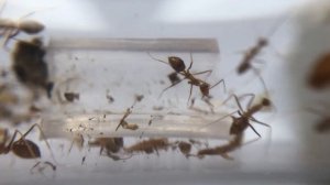 Желтый сумашедший муравей или Anoplolepis gracilipes. Обзор