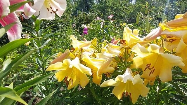 Наш вишнево-смородиновый сезон.Лилии продолжают цветение.2022г.