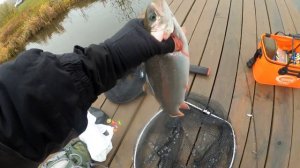 Осенняя ловля форели на платном водоеме Фишка Данилово