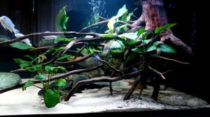 Течение в аквариуме, с африканскими цихлидами, общей мощностью 18400л/ч.