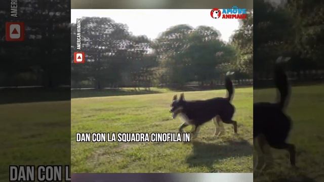 Rifiutata da 5 famiglie rischiava la soppressione. Poi diventa un eroe e finisce su Netflix смотреть онлайн