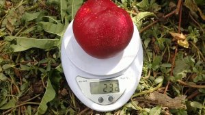 Нектарин Мадам Бланшет. Nectarine Madame Blanchet. Солодкі плоди з білою м'якоттю. Огляд Максі Сад
