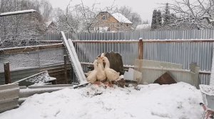 Забой гусей к Рождеству, определяем пол