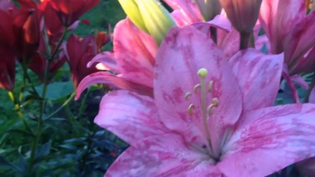 #дача. Цветы. Лилии. смотреть онлайн