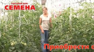 Томаты. Семена компании Гавриш