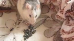 Крыса декоративная ест семечки  КРЫСА ХАСКИ  Домашние крысы