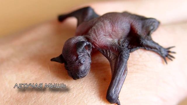 Фото детенышей, новорожденные животные смотреть онлайн