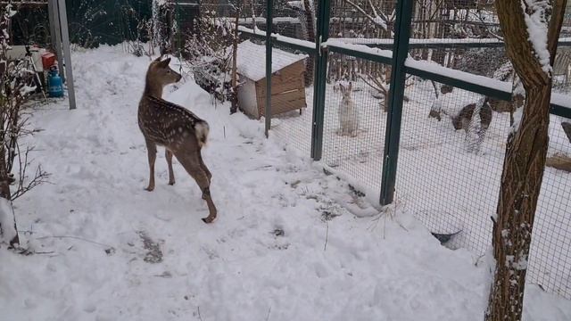 Проверяющий олень. Калия инспектирует вольеры смотреть онлайн