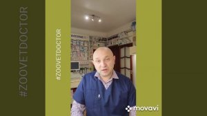 Лайфхак, как собрать мочу для анализов в домашних условиях у собак и кошек советы ветеринара, блог