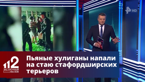 Пьяные хулиганы напали на стаю стафордширских терьеров