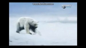 Звериные баталии. 5-я битва ( Морж против белого медведя )