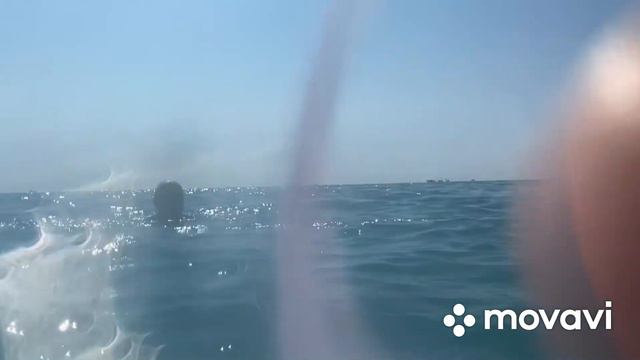 По чём инжир? На море и на рынке с вами Купили копченый толстолобик и белый Амур
