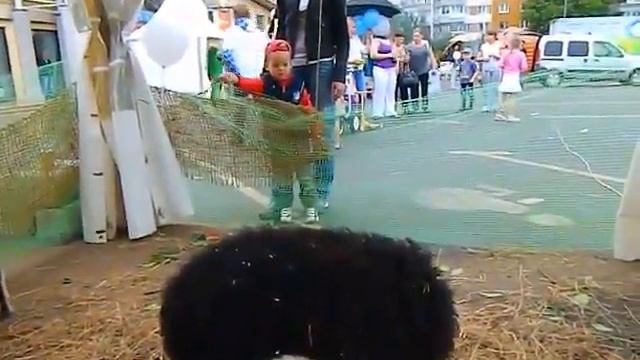 Выездной зоопарк смотреть онлайн