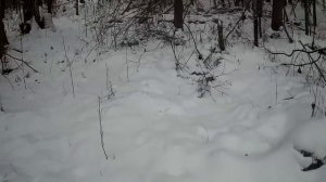 Удачная проверка капканов на соболя, охота на лося( Первая часть)
