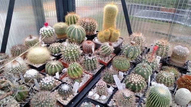 Разные виды кактусов.Семена,посев.Бутоны кактусов.Astrophytum Senilis.Cacteen.