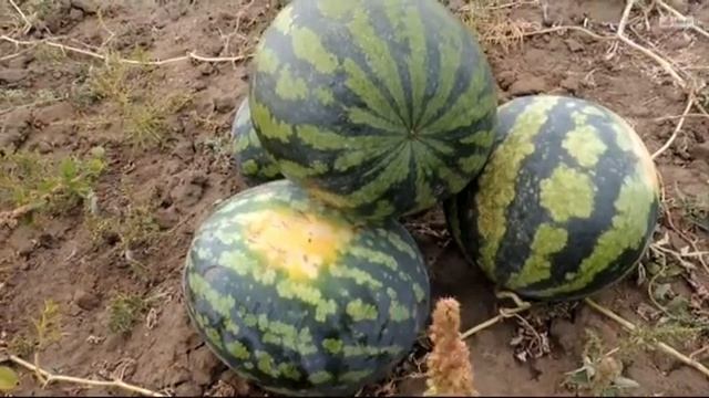 Как выращивают арбузы в Волгоградской области? (Романовка)