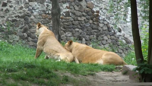 Львицы борются 17.05.11 смотреть онлайн