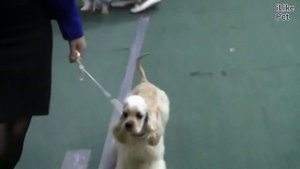 Американский кокер спаниель Характер на iLikePet