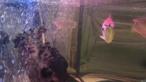 Вторая арована в 500л аквариуме